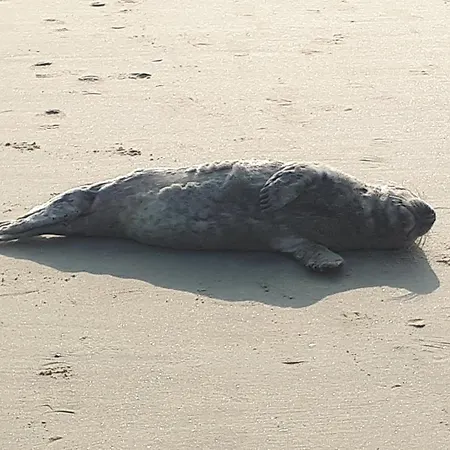Zeepieper Hébergement de vacances Bredene