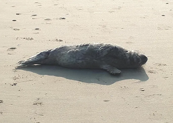 Zeepieper Hébergement de vacances Bredene